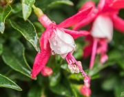 Fuchsie (Fuchsia)