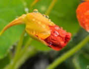 Große Kapuzinerkresse (Tropaeolum majus)
