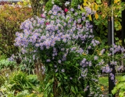 Glattblatt-Aster (Aster novi-belgii)