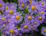 Glattblatt-Aster (Aster novi-belgii)