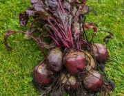 Rote Bete