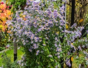 Glattblatt-Aster (Aster novi-belgii)