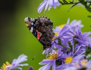 Admiral (Vanessa atalanta)