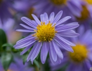 Glattblatt-Aster (Aster novi-belgii)