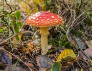 Fliegenpilz (Amanita muscaria)
