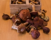 Pilz-Beute