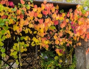 herbstliches Weinlaub