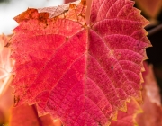 herbstliches Weinlaub