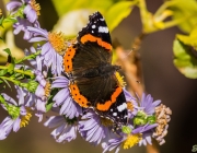 Admiral (Vanessa atalanta)
