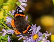 Admiral (Vanessa atalanta)