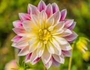 Dahlie (Dahlia)