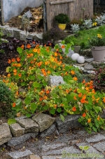 Große Kapuzinerkresse (Tropaeolum majus)