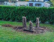 Lebensbaum