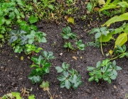 Christrose (Helleborus niger)