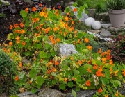 Große Kapuzinerkresse (Tropaeolum majus)