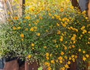BeeDance 'Painted Yellow' (Bidens)