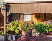 Pelargonien (Pelargonium) und Fuchsie (Fuchsia)