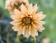 Dahlie (Dahlia)