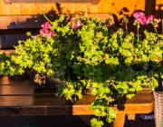 Pelargonien (Pelargonium)