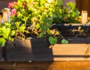 Pelargonien (Pelargonium)
