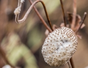 Herbst-Anemone (Anemone hupehensis)