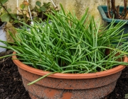 Traubenhyazinthen (Muscari)