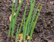 Zierlauch (Allium)