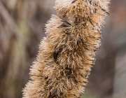 Prachtscharte (Liatris spicata)