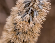 Prachtscharte (Liatris spicata)