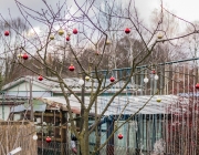 Sauerkirschbaum