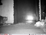 Waschbär