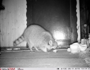 Waschbär