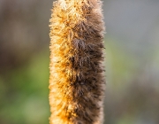 Prachtscharte (Liatris spicata)