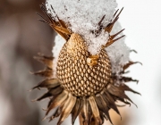 Purpur-Sonnenhut (Echinacea purpurea)