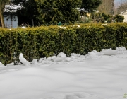 Lebensbaum-Hecke