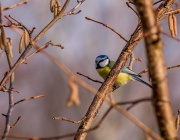 Blaumeise (Cyanistes caeruleus)