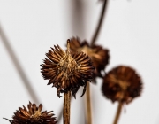 Purpur-Sonnenhut (Echinacea purpurea)