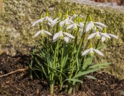 Schneeglöckchen (Galanthus nivalis)