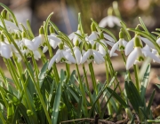 Schneeglöckchen (Galanthus nivalis)