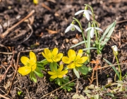 Blumenbeet