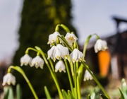Frühlingsknotenblume (Leucojum vernum)