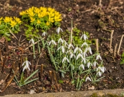 Schneeglöckchen