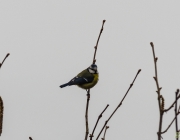 Blaumeise (Cyanistes caeruleus)