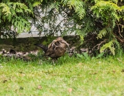 weibliche Amsel Amsel (Turdus merula)