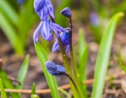 Blausternchen (Scilla)