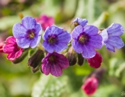 Geflecktes Lungenkraut (Pulmonaria officinalis)