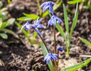 Blausternchen