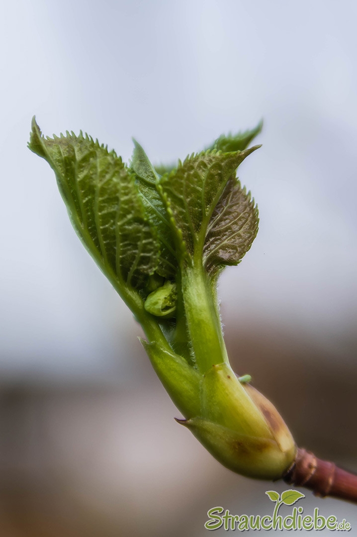 Kletterhortensie (Hydrangea petiolaris)