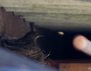 Amsel (Turdus merula)
