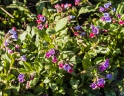 Geflecktes Lungenkraut (Pulmonaria officinalis)